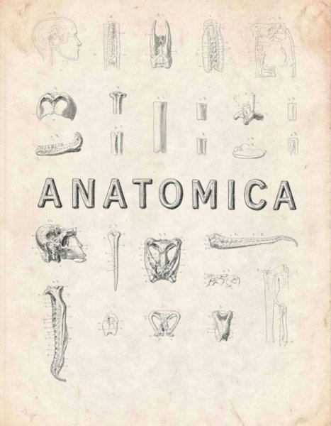 Anatomica - v1.0